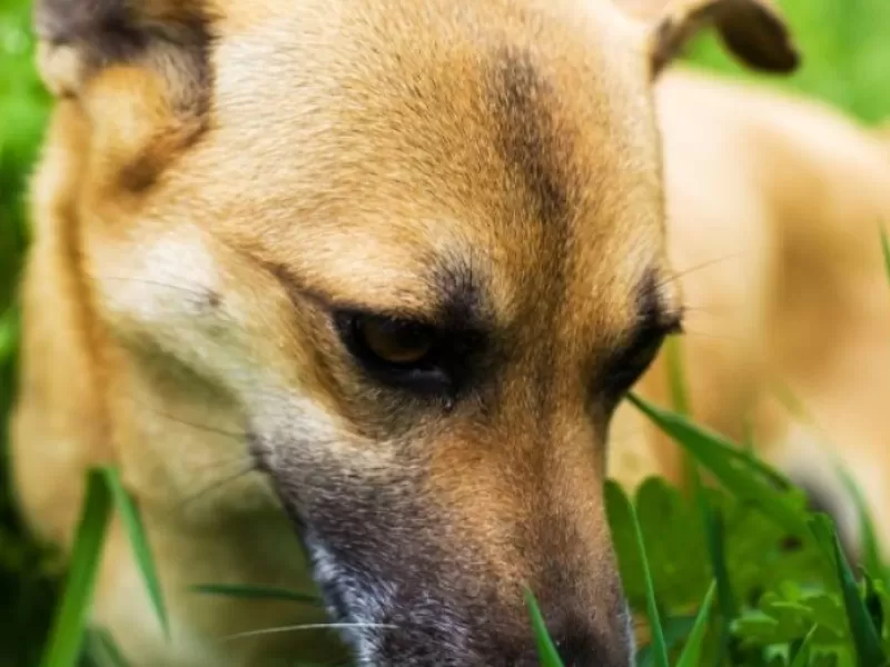 Por qué comen césped los perros: el motivo no es que estén enfermos