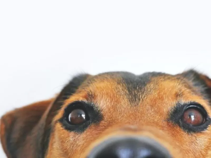 ¿Puedo llevarlo a veterinario? : cómo cuidar a las mascotas durante el periodo de aislamiento social